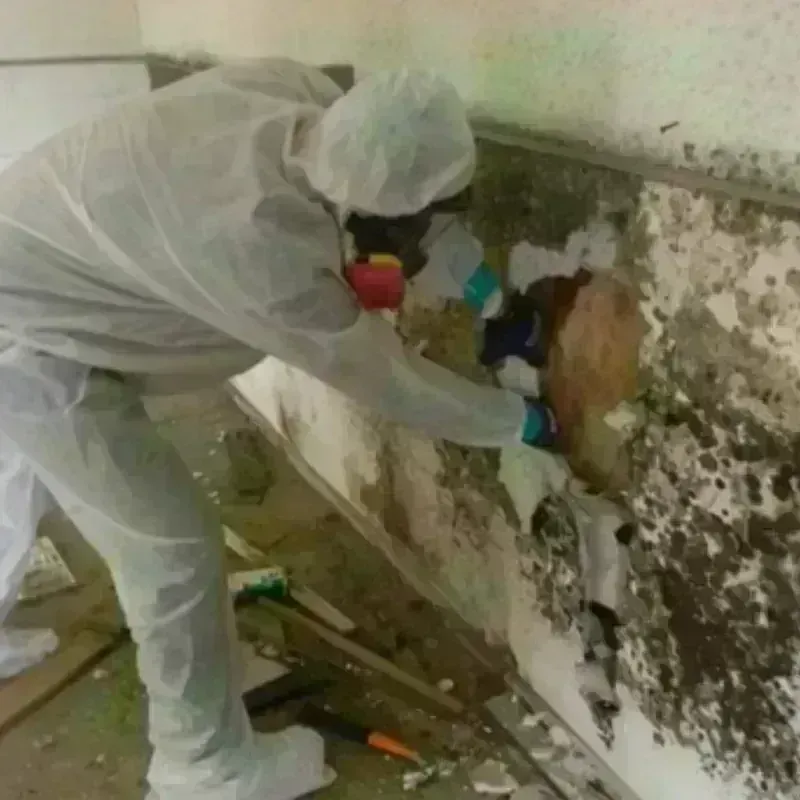 Mold Remediation and Removal in Berea, OH